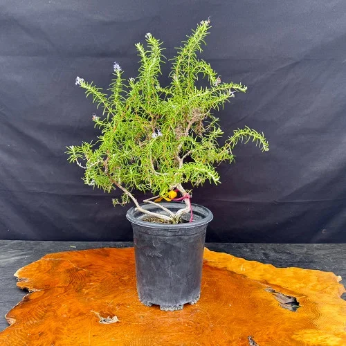 Rosemary Pre-Bonsai with Flowers in a Plastic Grow Pot (No. 14445)