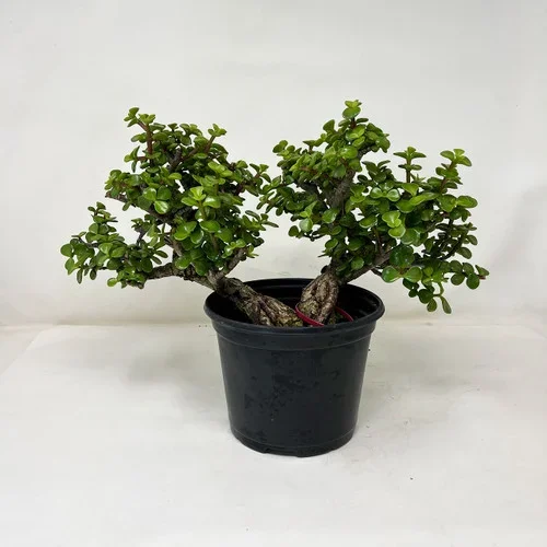 Rough Bark Dwarf Jade ‘Portulacara afra’ Shohin Size in a Grow Pot No. 16702