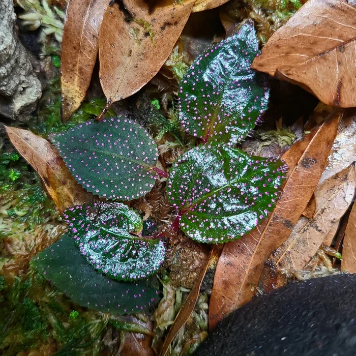 Sarcopyramis Pink Dot / sp Sanggau