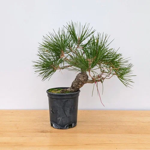 Seed Grown Shohin Japanese Black Pine ‘Mikawa’ (No. 10203)