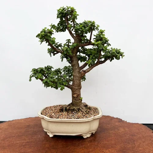 Tall Jade in a Glazed Ceramic Pot No. 9189