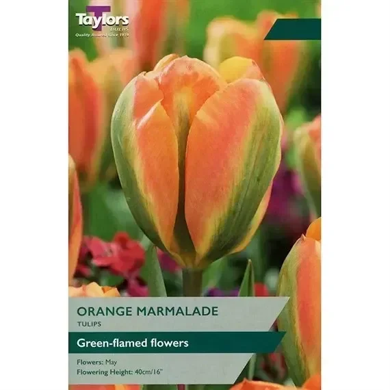 Taylors Bulbs Tulip Orange Marmalade – Pack of 6 (TP588)