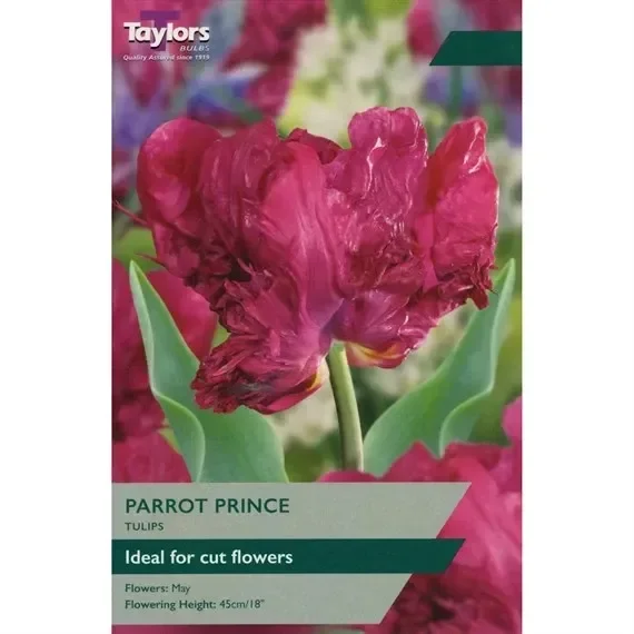 Taylors Bulbs Tulip Parrot Prince – Pack of 6 (TP452)