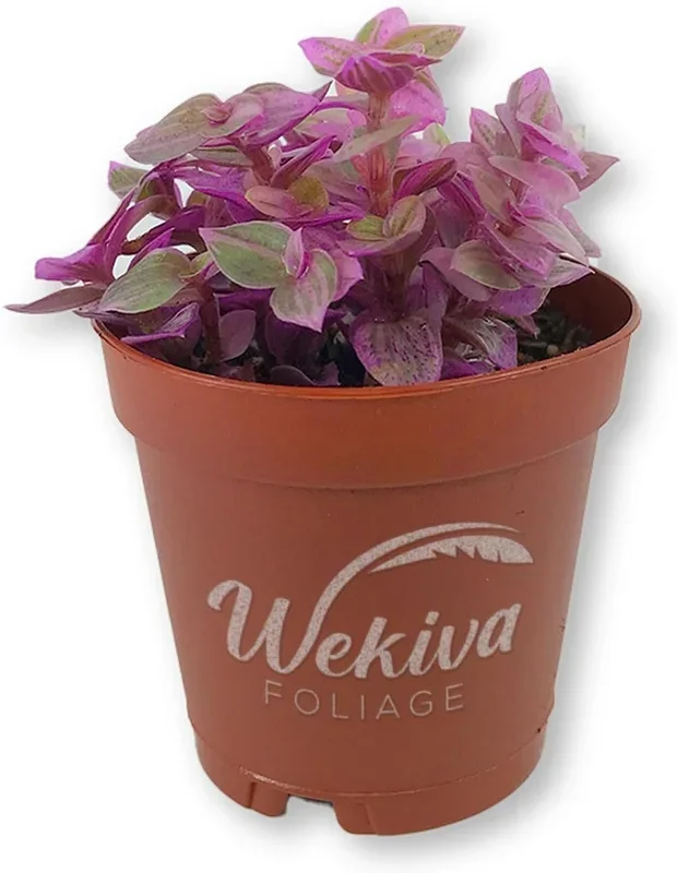 Tradescantia Pink Panther Wandering Jew – 4 Live Plants in 2 Inch Pots – Callisia Repens – Rare and Elegant Indoor Houseplant