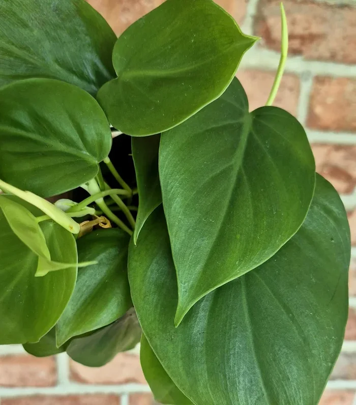 Trailing Philodendron (Philodendron hederaceum)