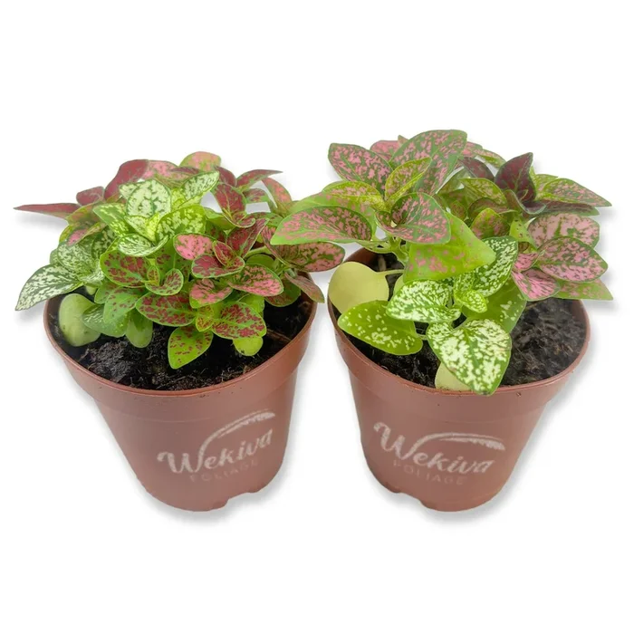 Tricolor Polka Dot Plant – Live Plants in 2 Inch Growers Pots – Hypoestes Phyllostachya – Compact Colorful Tropical Beauty Mosaic Foliage