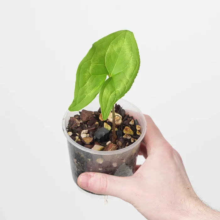 Ulearum donburnsii ‘Green’