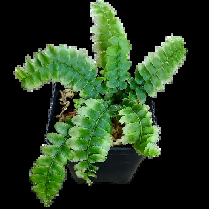 Unknown Volunteer Fern – Non Exact