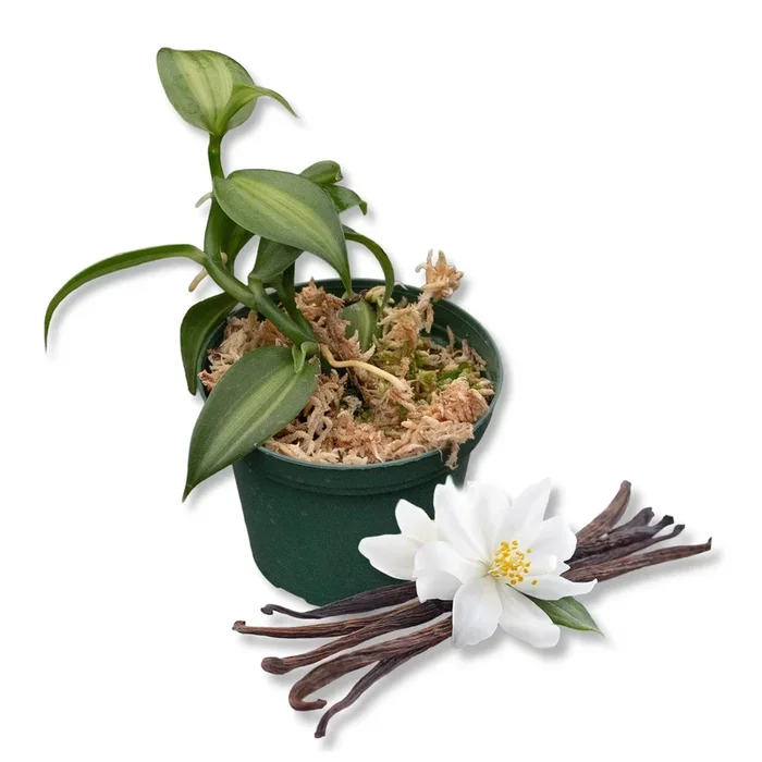 Vanilla Bean Plant – Live Starter Plants – Vanilla Planifolia – Exotic Vining Orchid for Home and Tropical Garden