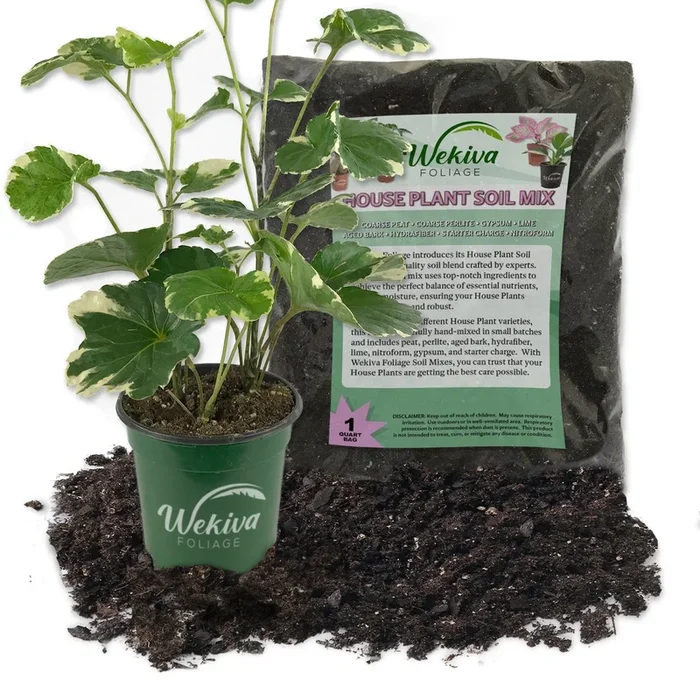 Variegated Balfour Aralia and Soil Mix Combo – Live Plant in a 4 Inch Pot with 1 Quart HousePlant Soil Mix – Polyscias Scutellaria with Custom Soil Blend