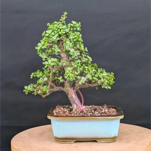 Variegated Dwarf Jade ‘Portulacaria afra’ in an Yixing Ceramic Pot (No. 19678)
