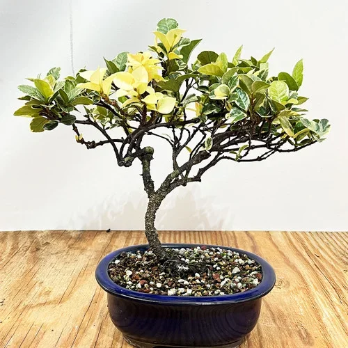 Variegated Flowering Jasmine in Glazed Japanese Ceramic Pot No. 12171