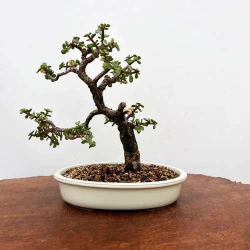 Variegated Jade in a Glazed Japanese Ceramic Pot No. 9166