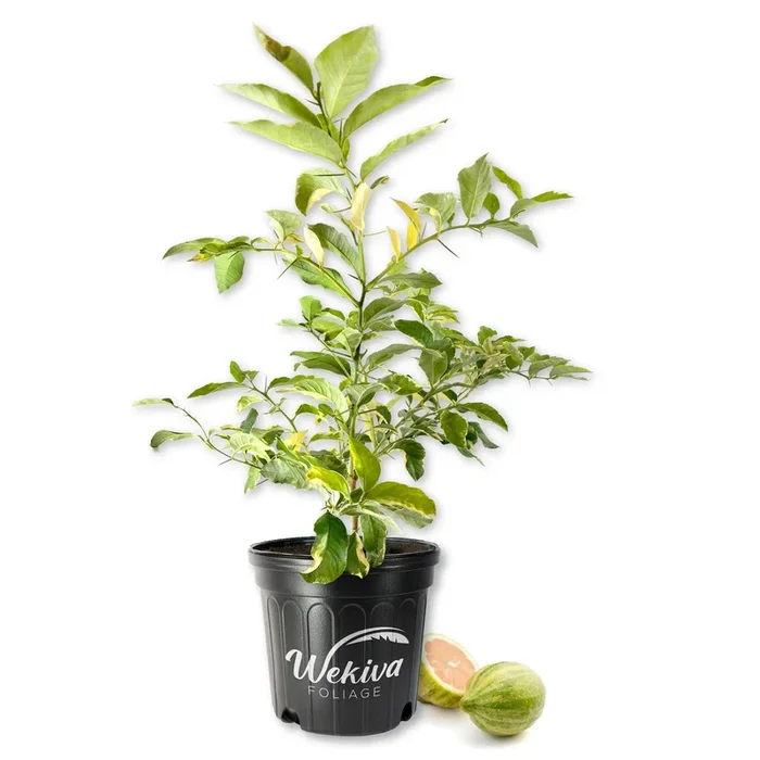 Variegated Pink Lemon Tree – Live Plants in 2 Gallon Pots – Florida Only – Fruit Bearing Citrus for Patio and Garden