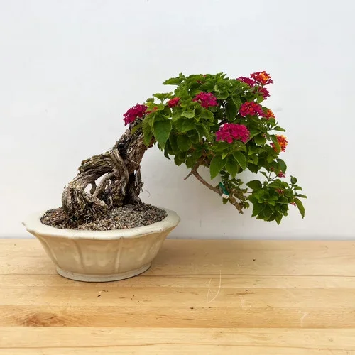Very Old Flowering Lantana Tree In a Glazed Yixing Ceramic Pot No. 477