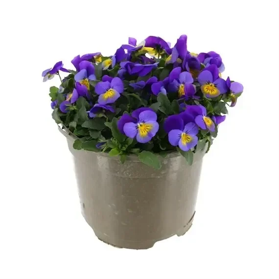 Viola F1 Hybrid Mixed 2L Pot Bedding