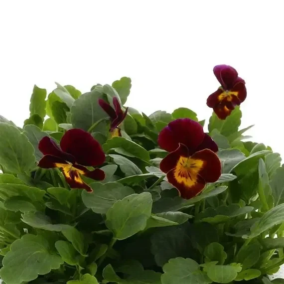Viola F1 Red Yellow Face 6 Pack Boxed Bedding