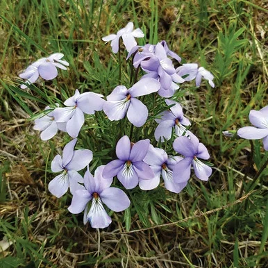 Viola pedata (Bird’s Foot Violet)