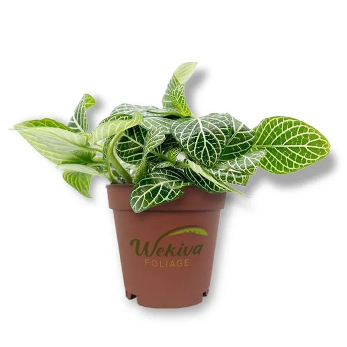 White Fittonia Nerve Plant – Live Starter Plants in 2 Inch Growers Pots – Fittonia Albivenis – Compact Colorful Tropical Beauty Mosaic Foliage