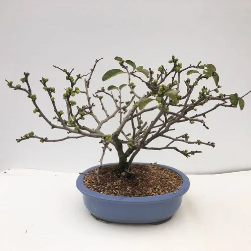 White Flowering Quince ‘Jet Trail’ In Glazed Japanese Pot (WEB2011) FREE SHIPPING