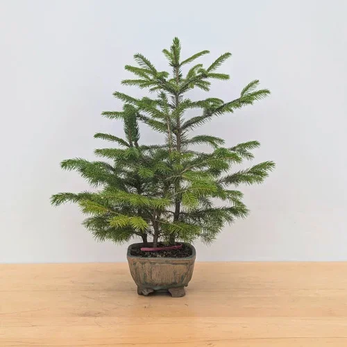 White Spruce Forest in a Ceramic Pot (No. 17786)
