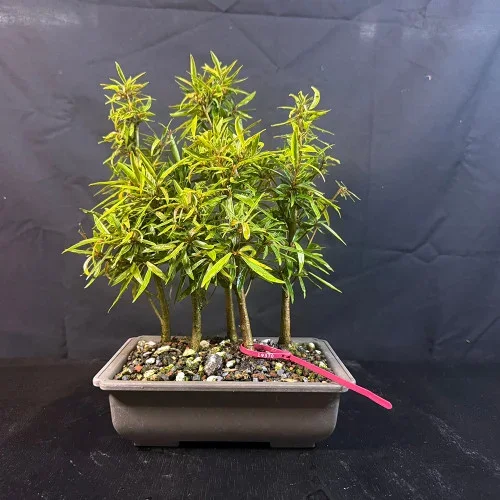 Willow Leaf Ficus Bonsai Grove – Early Forest with Endless Potential (No. 19370)