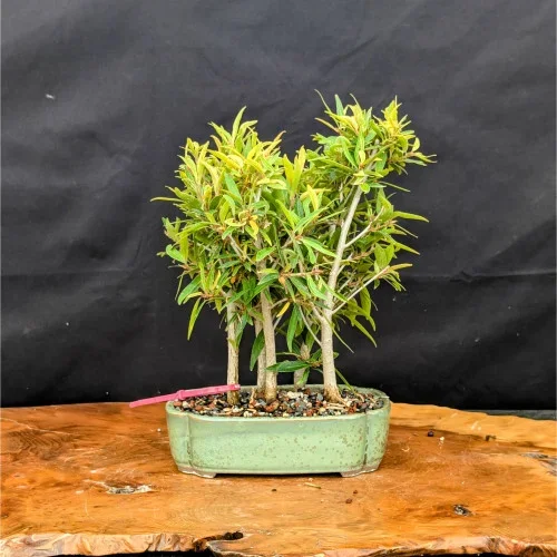 Willow Leaf Ficus Bonsai Grove in a Ceramic Pot (No. 22613)
