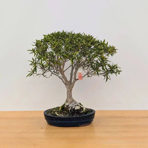 Willow Leaf Ficus in a Glazed Ceramic Pot. (No. 6795)