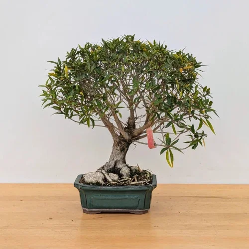 Willow Leaf Ficus in a Glazed Ceramic Pot. (No. 6948)