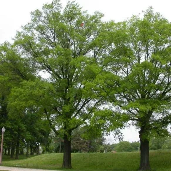 Willow Oak