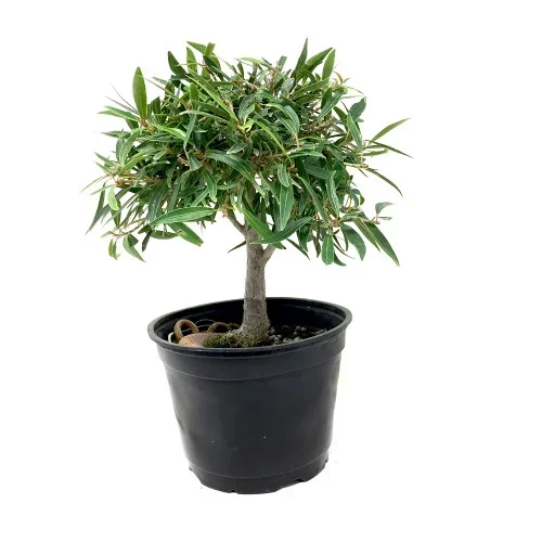 Willowleaf Ficus Pre-Bonsai