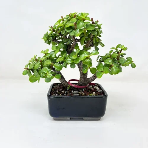 Window Sill Mini Jade “portulacaria afra” in a Glazed Ceramic Pot No. 13007