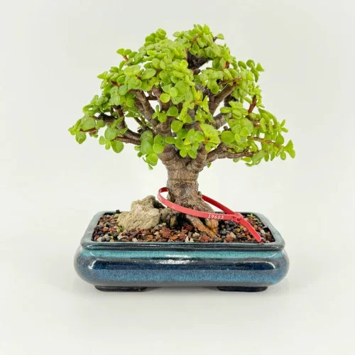 Windowsill Jade ‘Portulacaria afra’ in a Glazed Ceramic Pot (No. 19603)