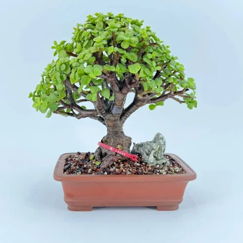 Windowsill Jade ‘Portulacaria afra’ in an Unglazed Ceramic Pot (No. 19682)