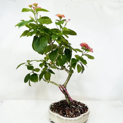 Yellow & Pink Flowering Lantana Tree In a Glazed Yixing Ceramic Pot No. 13386