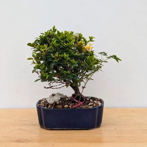 Yellow Flowering Ixora with Long Lasting Flowers In Glazed Ceramic Pot (No. 16468)