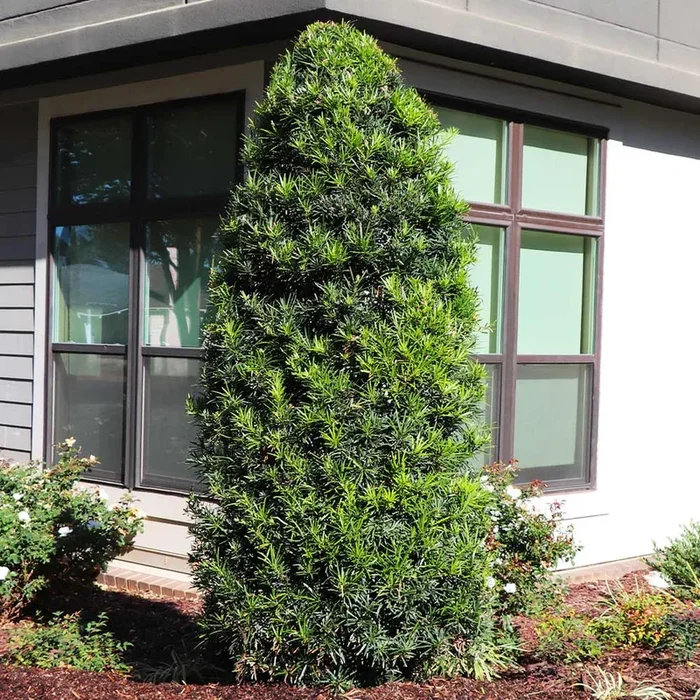 Yew Podocarpus