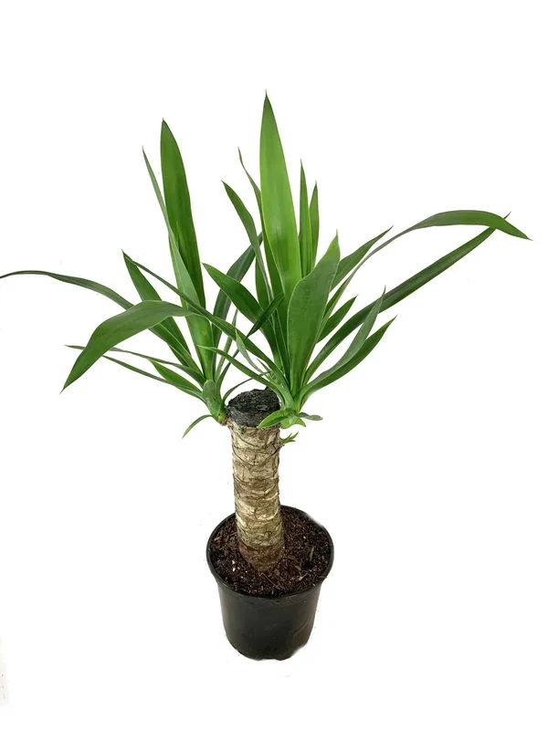 Yucca Cane Plant – Live Plant in a 6 inch Pot – Yucca Guatemalensis – Beautiful Easy Care Air Purifying Indoor Houseplant