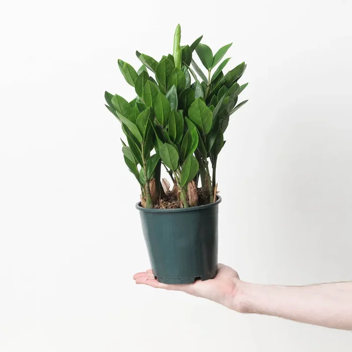 Zamioculcas zamiifolia (ZZ Plant)